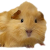 Riddle icon